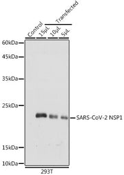 SARS-CoV-2 NSP1 Rabbit pAb
