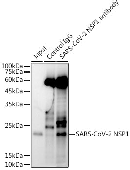 SARS-CoV-2 NSP1 Rabbit pAb