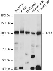 LLGL1 Rabbit pAb