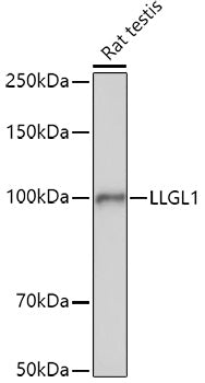 LLGL1 Rabbit pAb