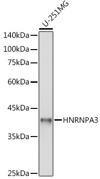 HNRNPA3 Rabbit pAb
