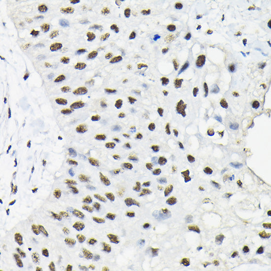HNRNPA3 Rabbit pAb