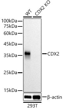 [KD Validated] CDX2 Rabbit mAb
