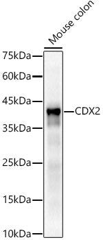 [KD Validated] CDX2 Rabbit mAb