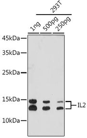 IL2 Rabbit mAb