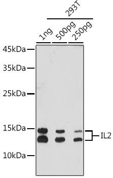 IL2 Rabbit mAb