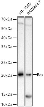 [KO Validated] Bax Rabbit mAb