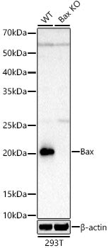 [KO Validated] Bax Rabbit mAb