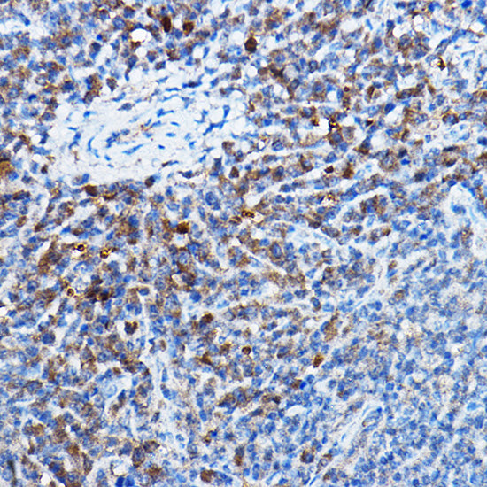 [KO Validated] Bax Rabbit mAb