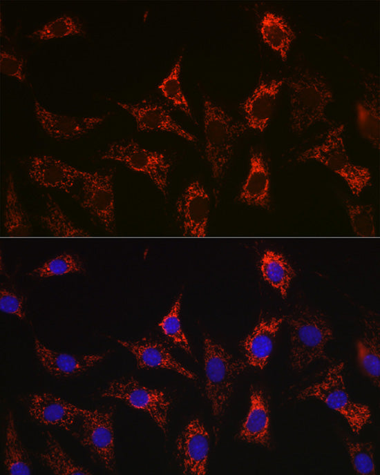 [KO Validated] Bax Rabbit mAb