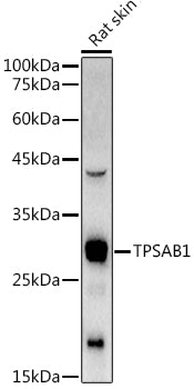 TPSAB1 Rabbit pAb