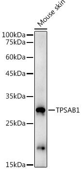 TPSAB1 Rabbit pAb