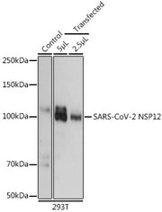 SARS-CoV-2 NSP12 Rabbit pAb