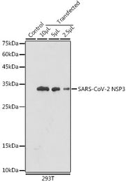 SARS-CoV-2 NSP3 Rabbit pAb