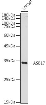 ASB17 Rabbit pAb