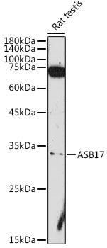 ASB17 Rabbit pAb