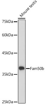 Fam50b Rabbit pAb