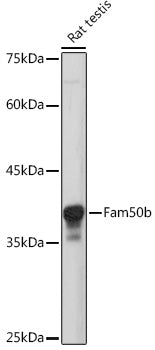 Fam50b Rabbit pAb