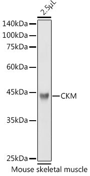 CKM Rabbit pAb