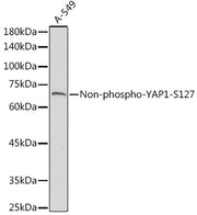 Non-phospho-YAP1-S127 Rabbit pAb