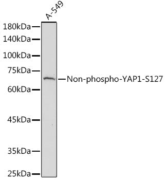Non-phospho-YAP1-S127 Rabbit pAb