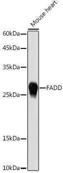 FADD Rabbit pAb
