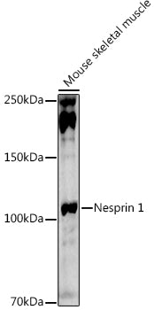 Nesprin 1 Rabbit pAb