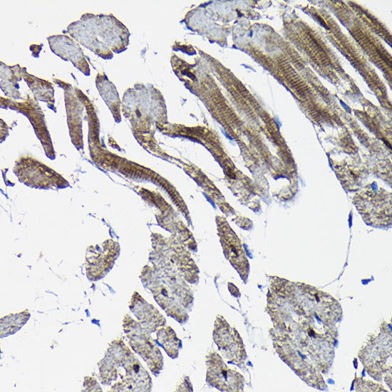 Nesprin 1 Rabbit pAb