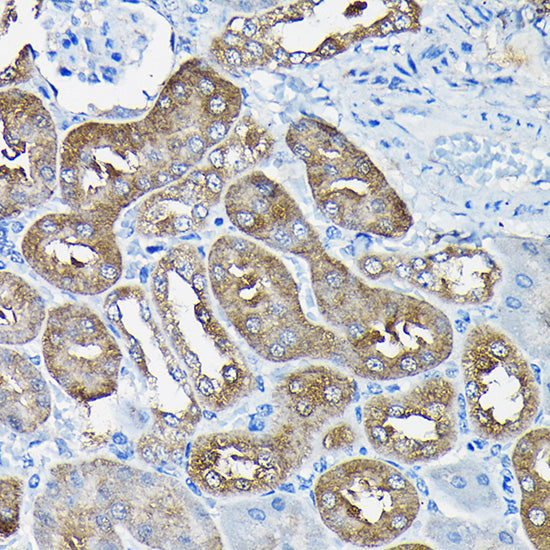 Nesprin 1 Rabbit pAb
