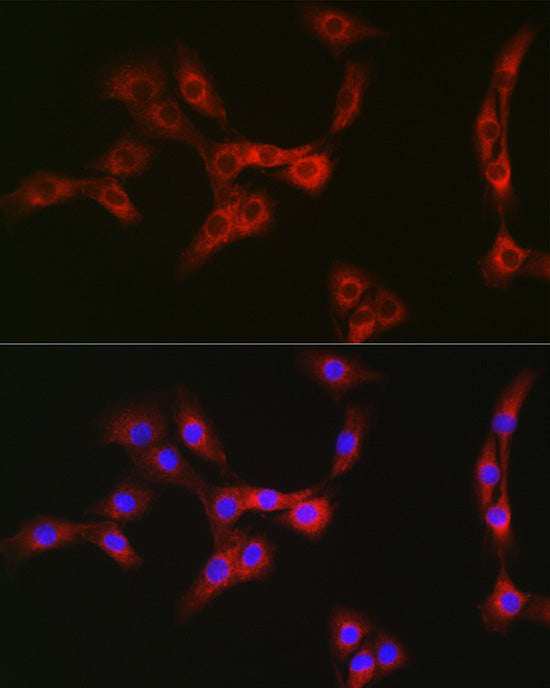Nesprin 1 Rabbit pAb