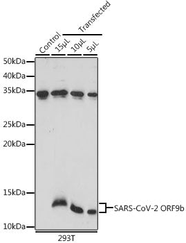 SARS-CoV-2 ORF9b Rabbit pAb