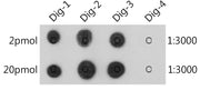 Anti-Digoxigenin/Digoxin Rabbit mAb