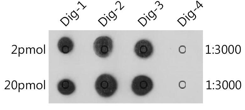 Anti-Digoxigenin/Digoxin Rabbit mAb