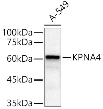 KPNA4 Rabbit pAb