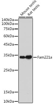 Fam221a Rabbit pAb