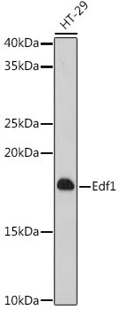 [KO Validated] Edf1 Rabbit pAb