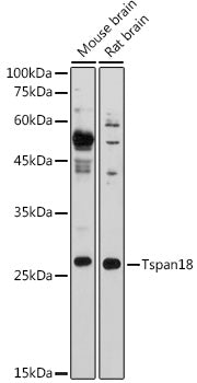 Tspan18 Rabbit pAb