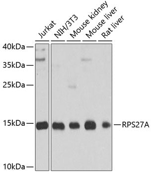 RPS27A Rabbit pAb