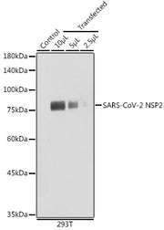 SARS-CoV-2 NSP2 Rabbit pAb