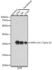 SARS-CoV-2 Spike S2 Rabbit pAb