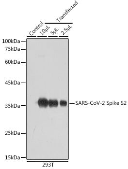 SARS-CoV-2 Spike S2 Rabbit pAb