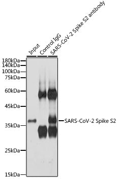 SARS-CoV-2 Spike S2 Rabbit pAb
