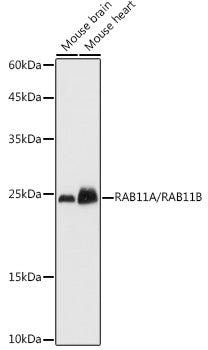 RAB11A/RAB11B Rabbit pAb