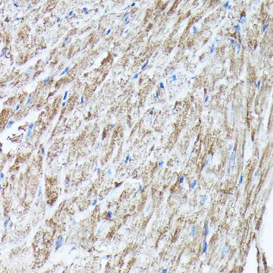 RAB11A/RAB11B Rabbit pAb