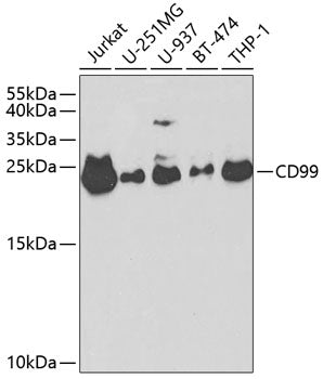 CD99 Rabbit pAb