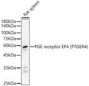 PGE receptor EP4 (PTGER4) Rabbit pAb