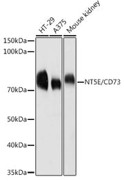 CD73/NT5E Rabbit pAb