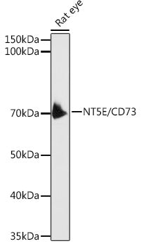 CD73/NT5E Rabbit pAb