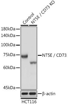 CD73/NT5E Rabbit pAb