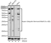 pan-Ubiquitin Remnant Motif (K-ε-GG) Rabbit pAb